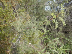 Vachellia constricta