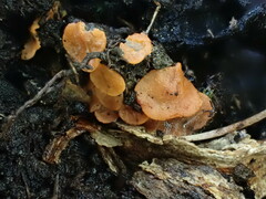 Pulvinula tetraspora