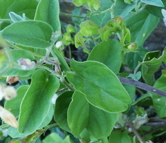 Jacquemontia pringlei