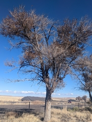 Quercus grisea