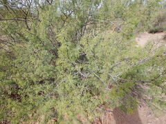 Vachellia constricta