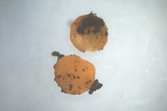 Pulvinula tetraspora