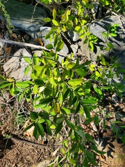 Lonicera morrowii