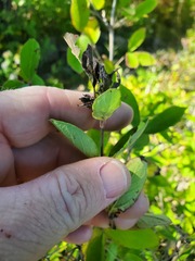 Lonicera morrowii