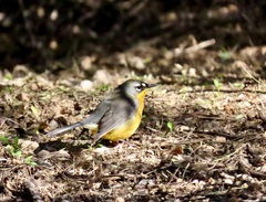 Basileuterus lachrymosus