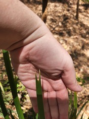 Lomandra longifolia