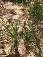 Lomandra longifolia