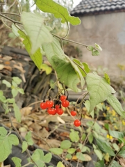 Solanum lyratum