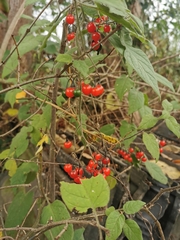 Solanum lyratum
