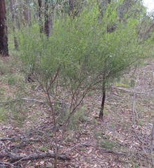 Acacia lineata