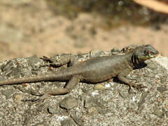 Tropidurus catalanensis