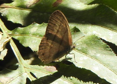 Paryphthimoides poltys