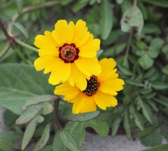 Coreopsis tinctoria