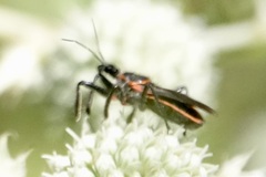 Apiomerus crassipes