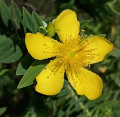 Hypericum mysurense