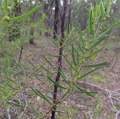Acacia lineata