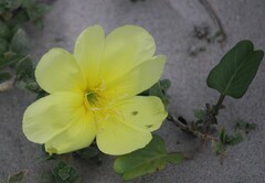 Oenothera drummondii