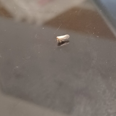 Tineola bisselliella