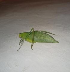 Stilpnochlora