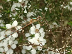 Austrolestes analis