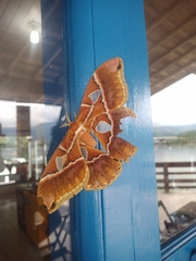 Rothschildia hesperus