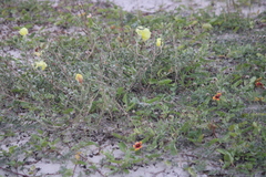 Oenothera drummondii