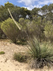 Xanthorrhoea caespitosa