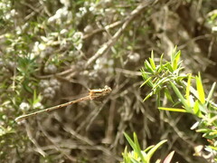 Austrolestes analis
