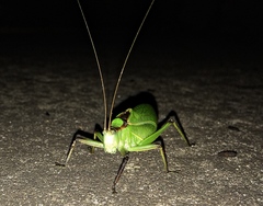 Paracyrtophyllus robustus