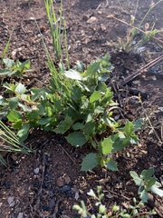 Ceanothus prostratus