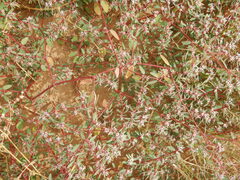 Euphorbia pediculifera