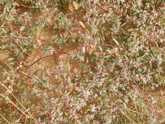 Euphorbia pediculifera