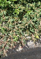 Euphorbia maculata