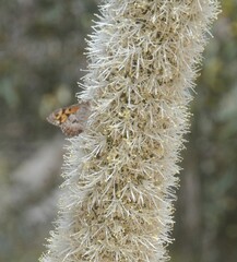Xanthorrhoea caespitosa