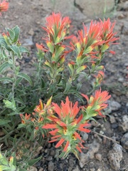 Castilleja pruinosa