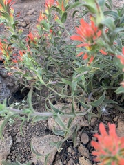 Castilleja pruinosa