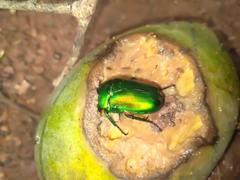 Heterorrhina elegans