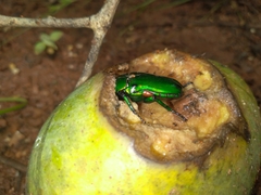 Heterorrhina elegans