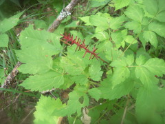 Actaea erythrocarpa