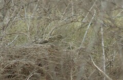Passerculus sandwichensis
