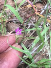 Ipomoea costellata