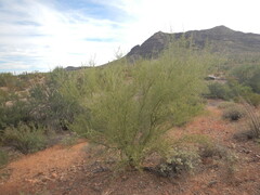 Parkinsonia microphylla