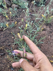 Penstemon heterophyllus