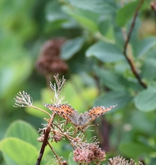 Boloria chariclea
