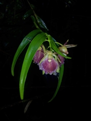 Epidendrum cottoniiflorum