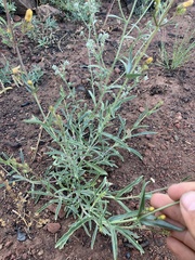 Penstemon heterophyllus