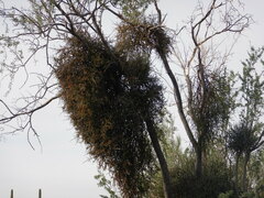Phoradendron macrophyllum