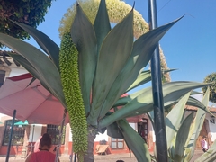 Agave attenuata