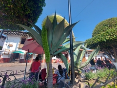 Agave attenuata