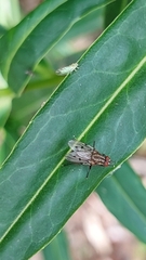 Anthomyia punctipennis